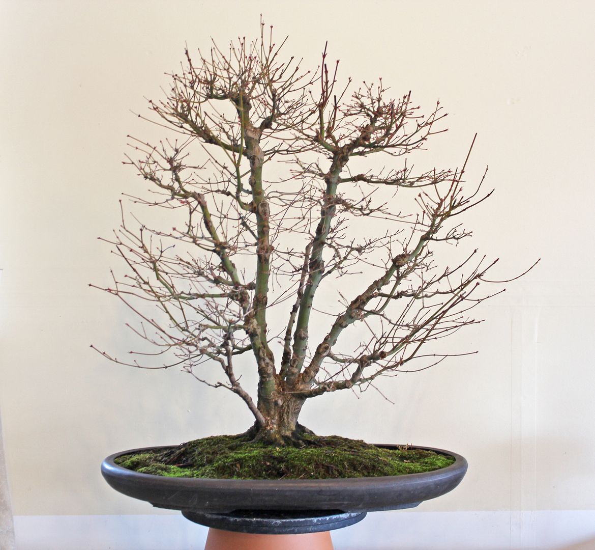 WARREN HILL JAPANESE MAPLE CLUMP Bonsai Nut